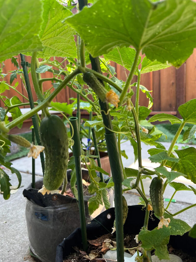 cucumbers in a pot