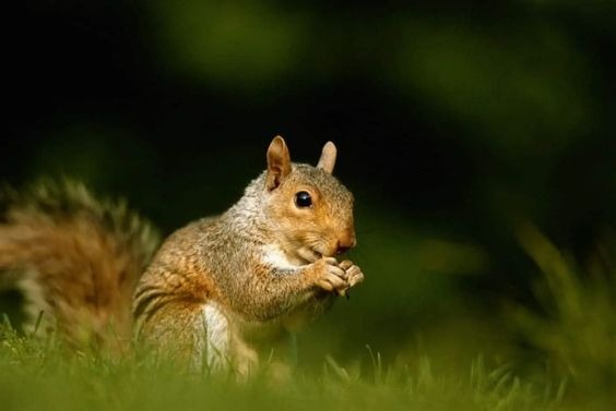 cute squirrel on the grass