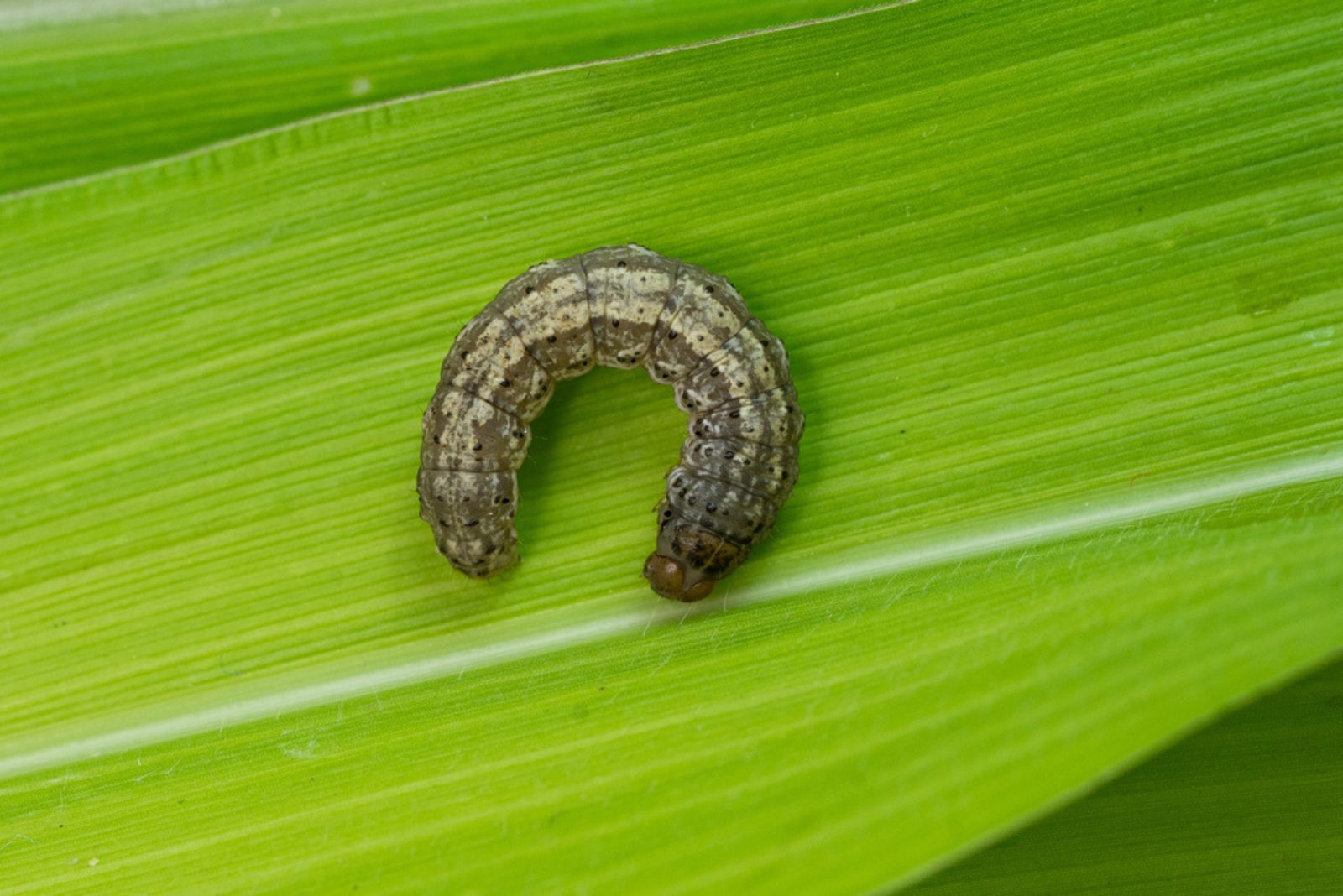 cutworm