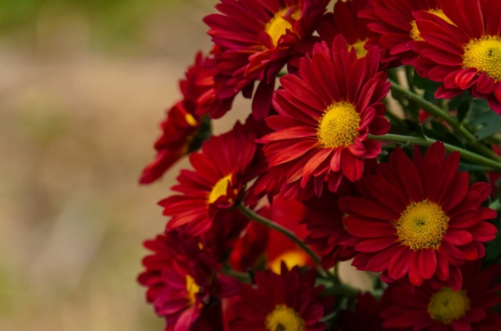 dark red Chrysanthemums