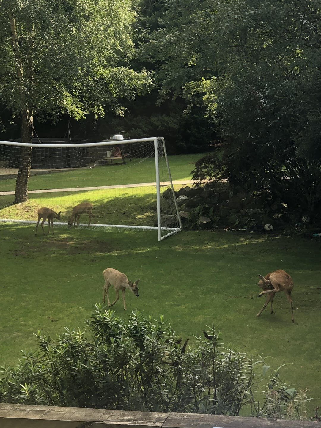 deers in the garden