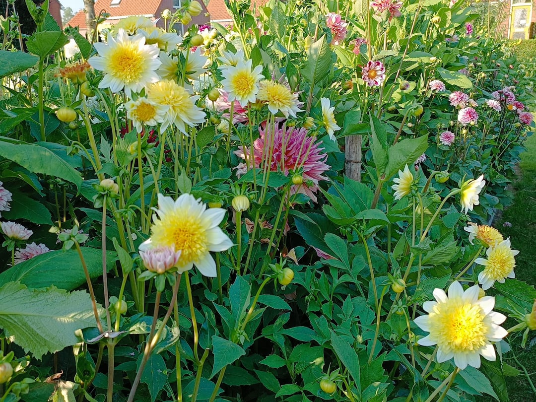 dahlias in a raised bed