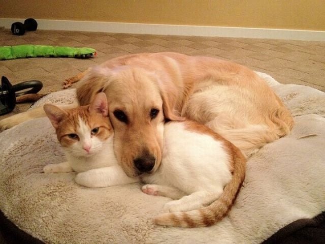 dog and cat lying together