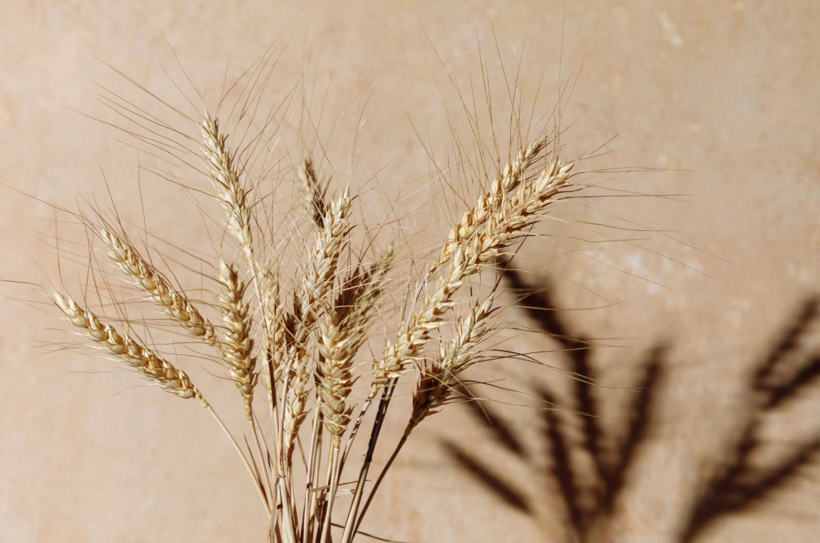 dried wheat