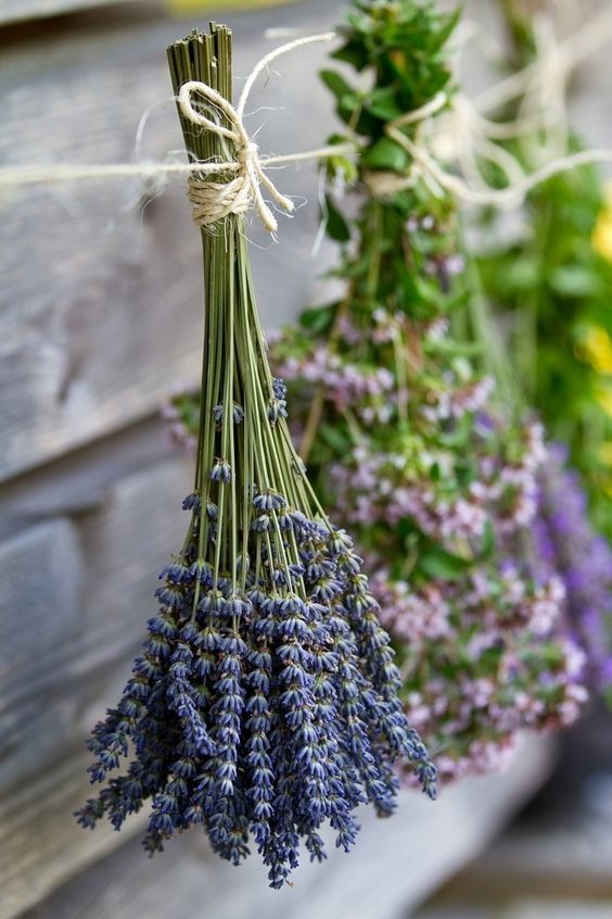 dry lavender hanging upside down