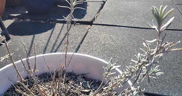 dry lavender plant