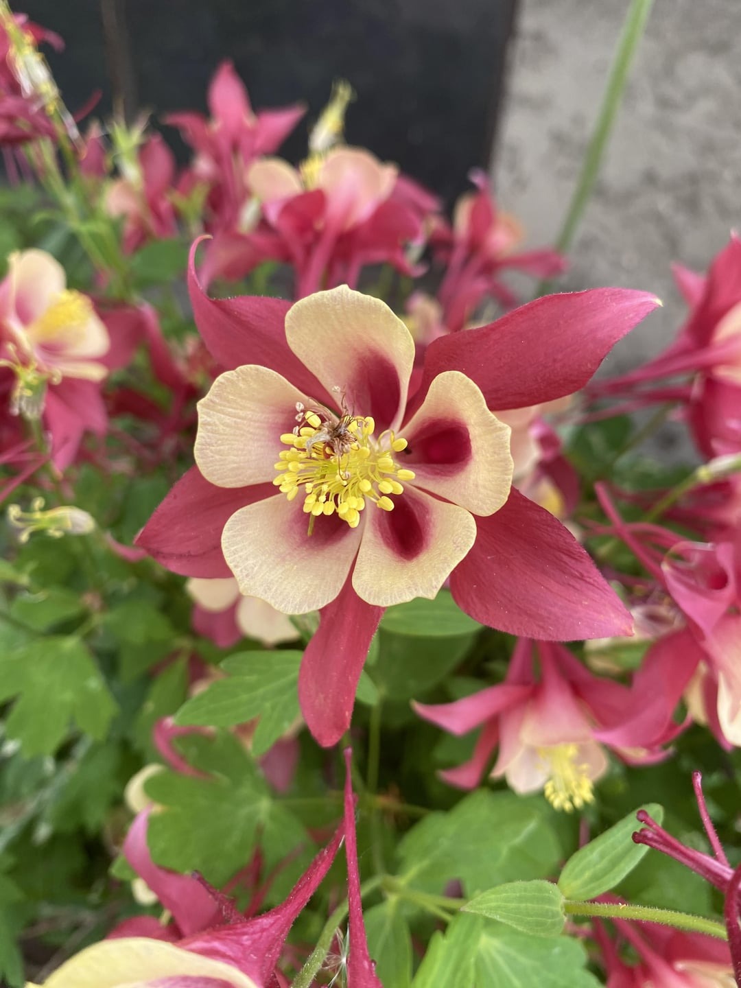 eastern red columbine