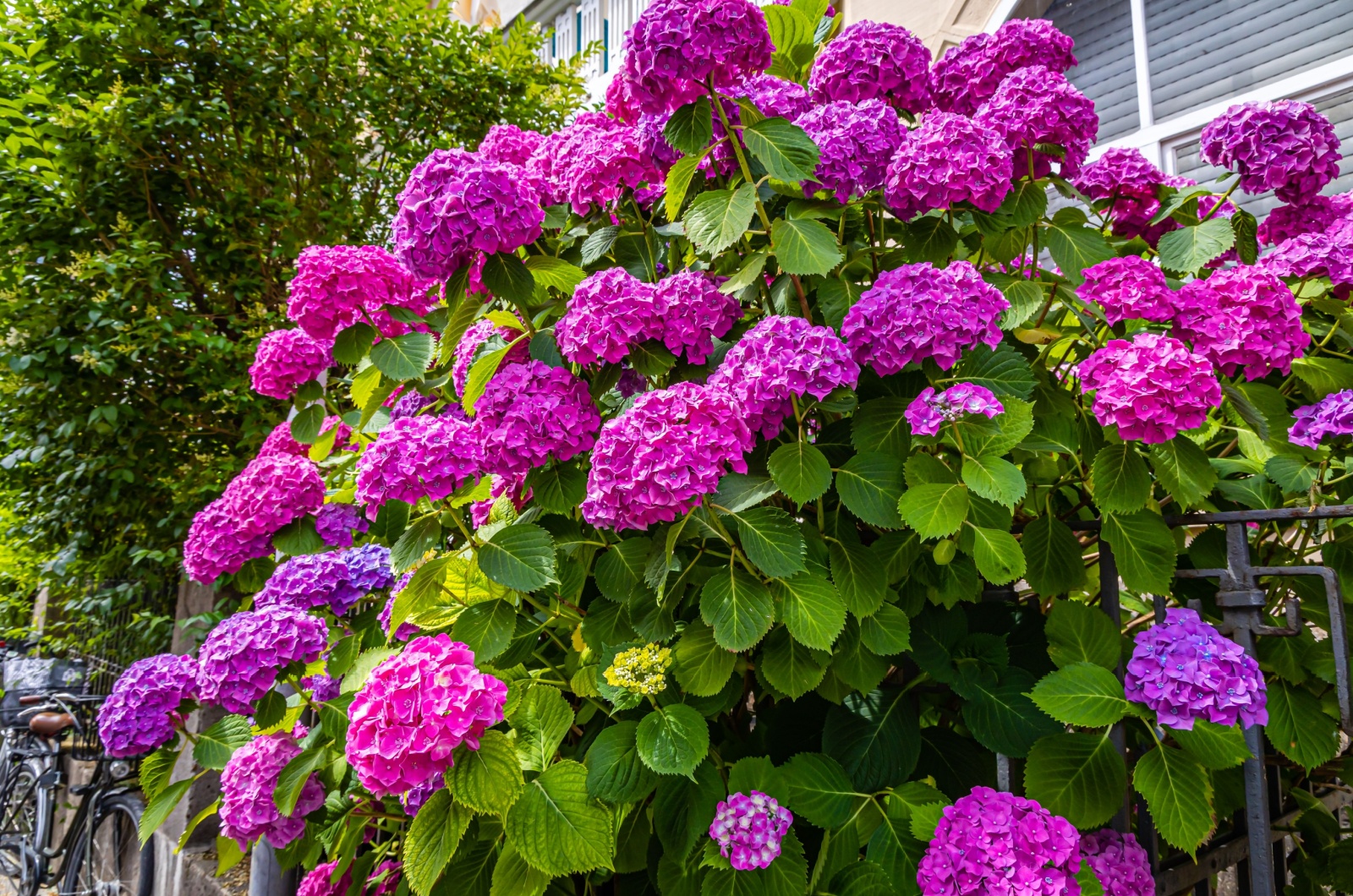 endless summer hydrangea