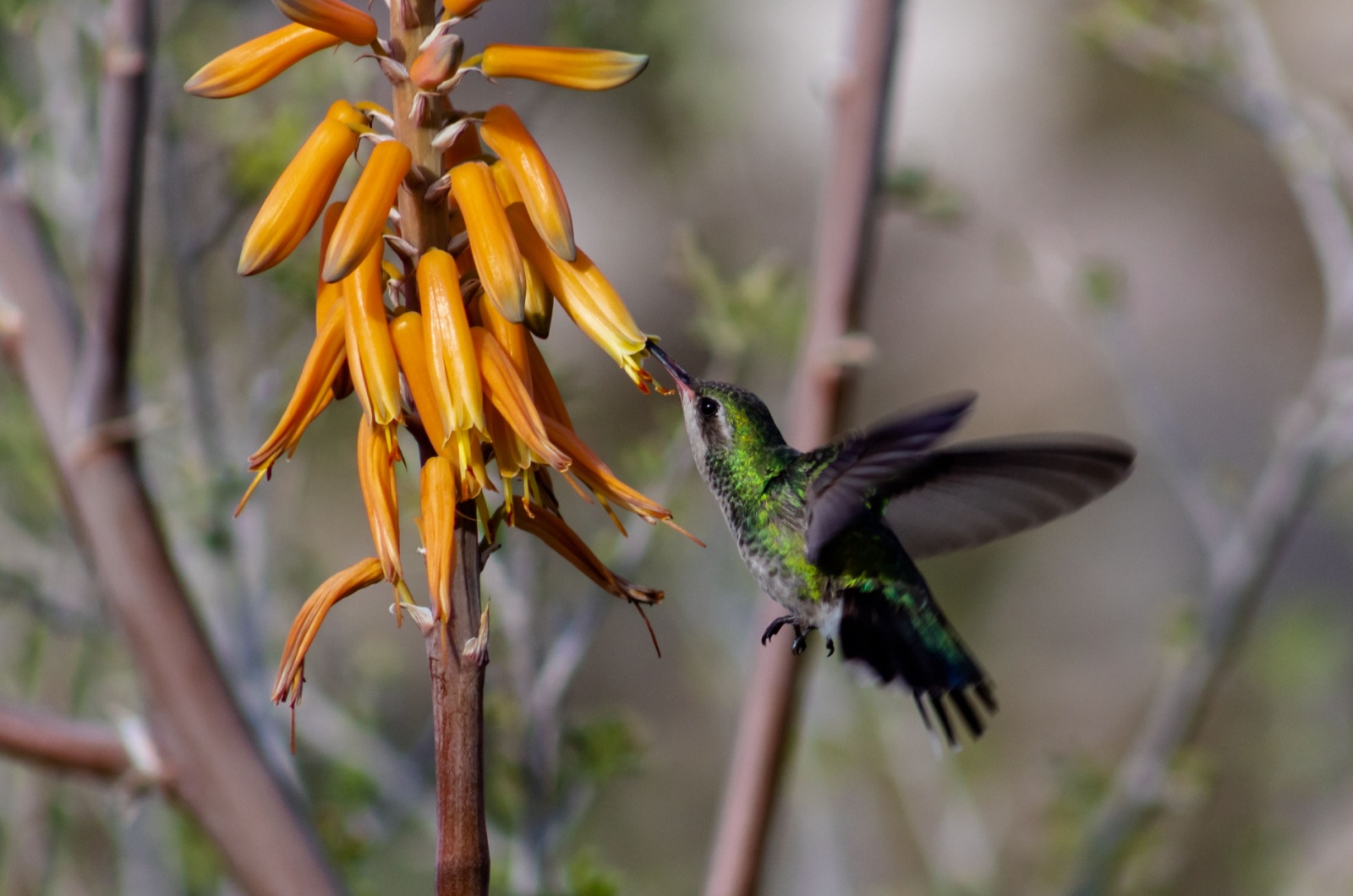 female broadbill hummingbird