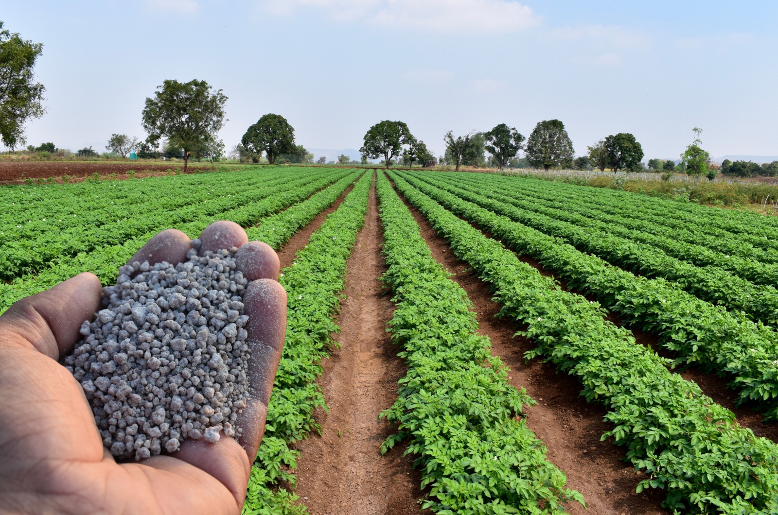 fertilizing potato