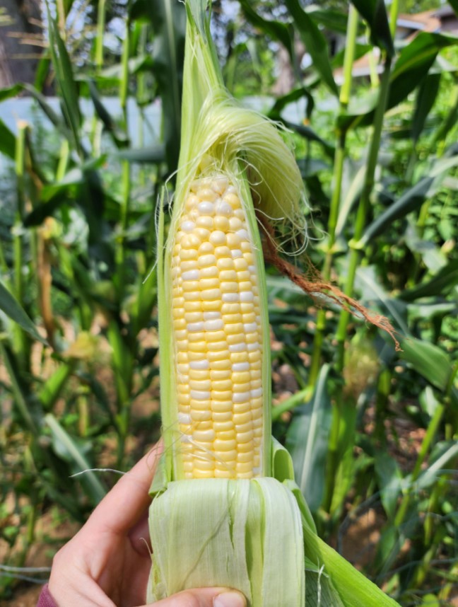 fresh corn, sugar