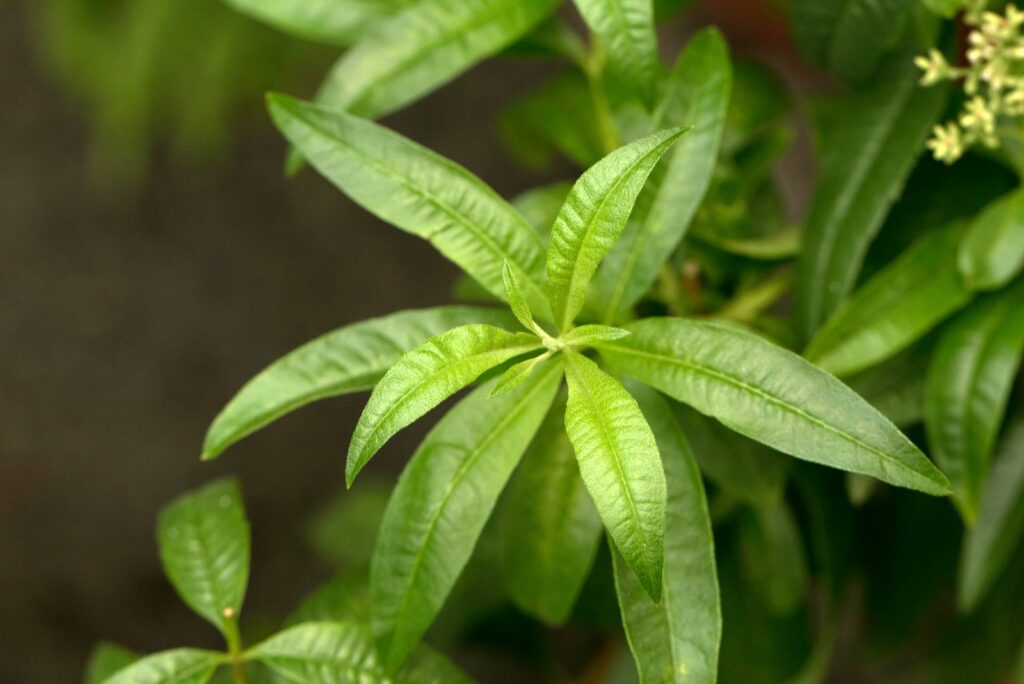 fresh leaves of Lemon Verbena