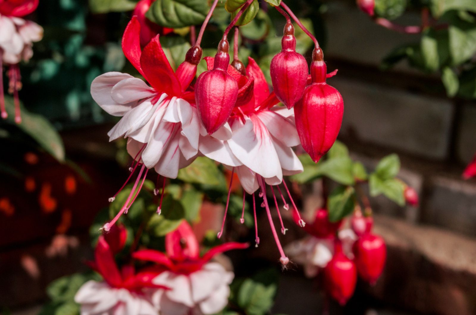 fuchsia in a pot