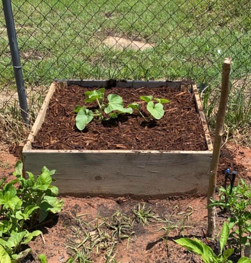 garden bed with plants