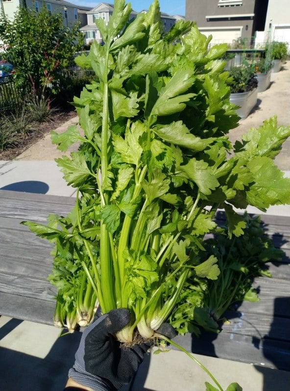 gardener holding celery