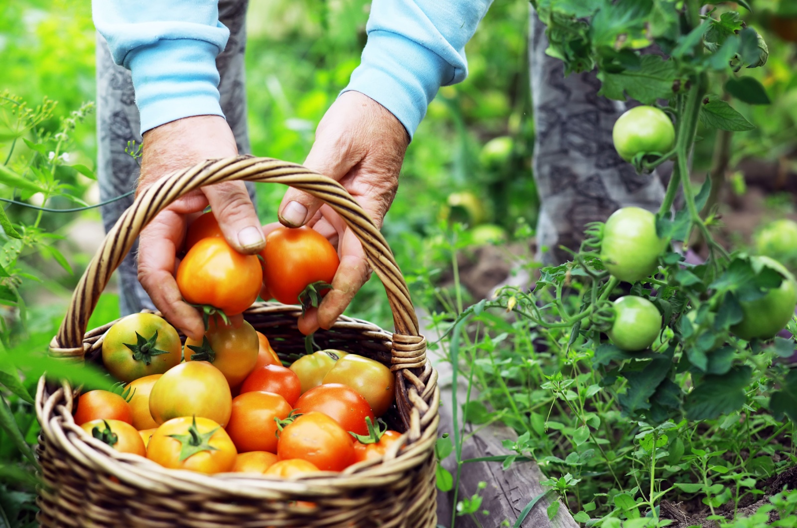 gardener placing tomatoes in a basket