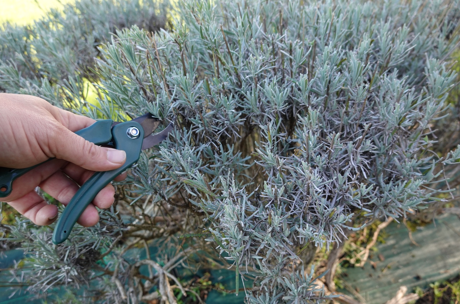 gardener pruning lavender