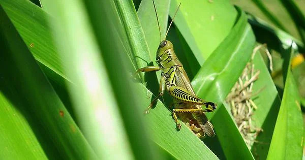 grasshopper in the front yard