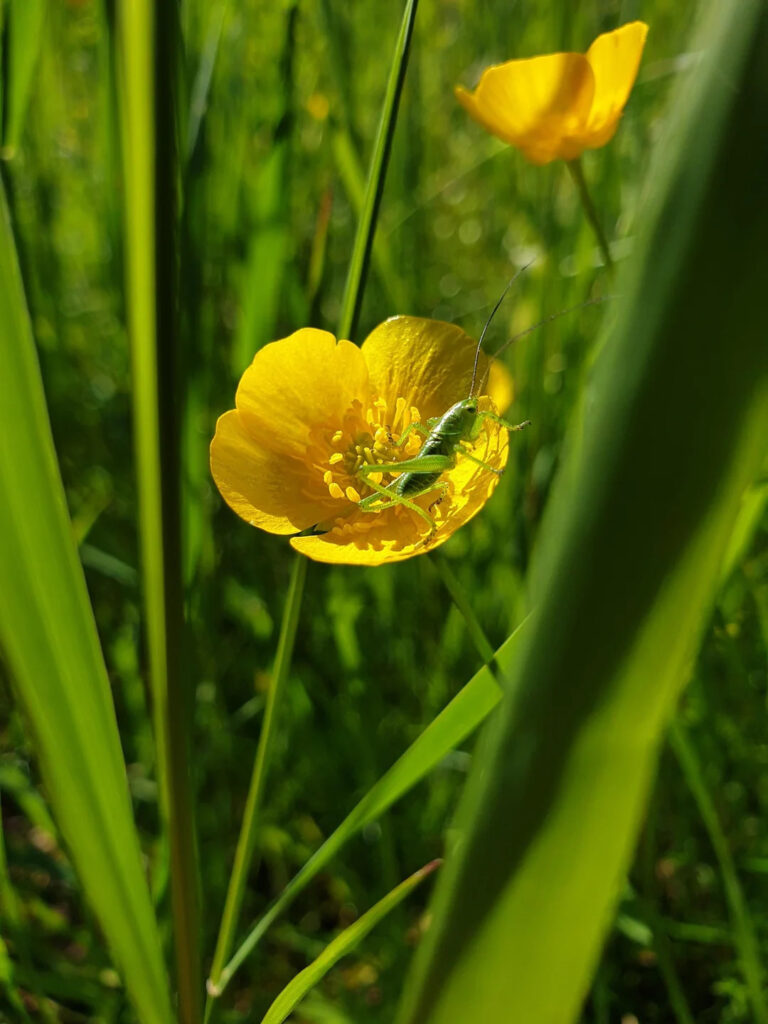 grasshopper on a yellow flower