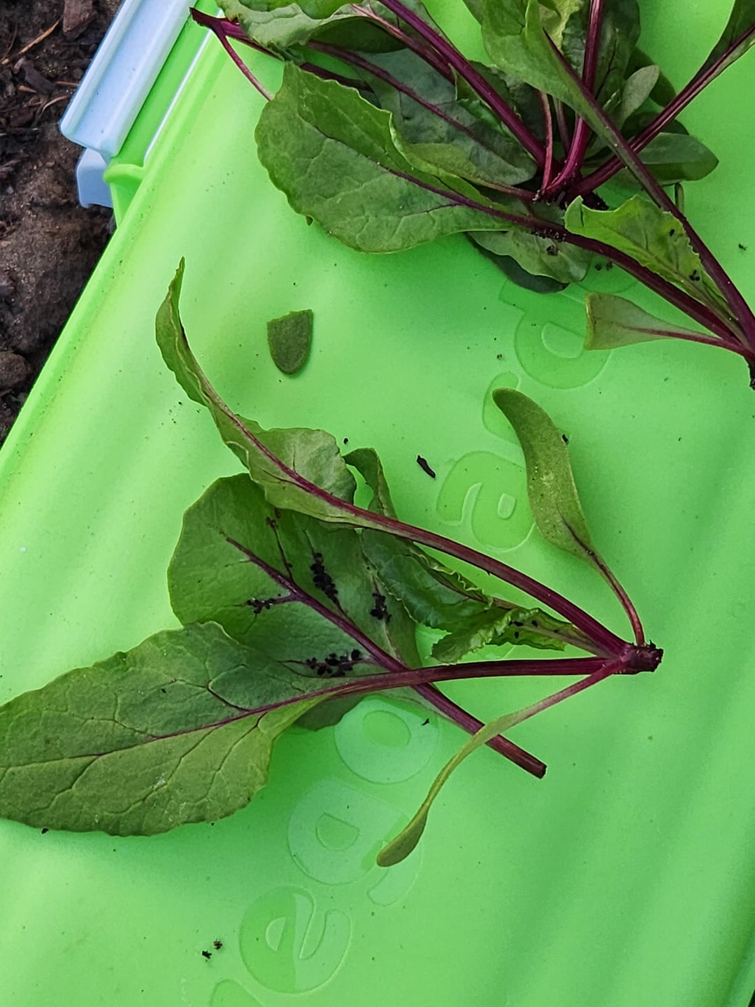 green leafy plant