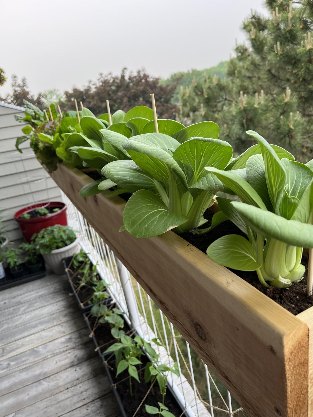 green veggies on a balcony