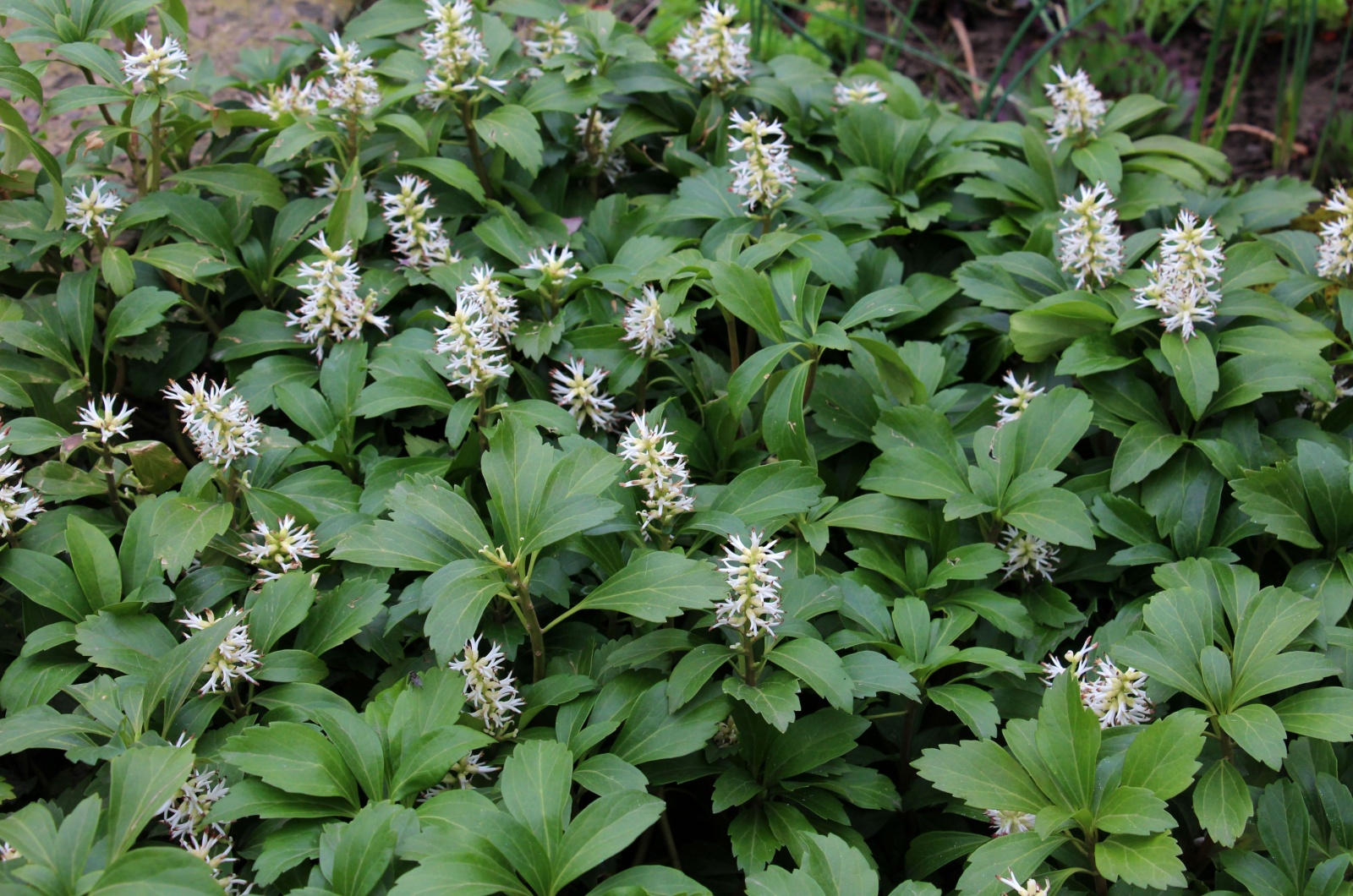 groundcover plant growing in garden