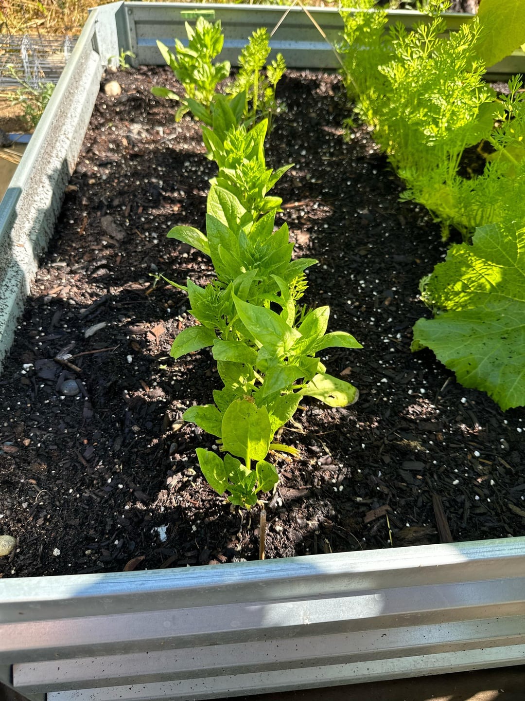 growing spinach