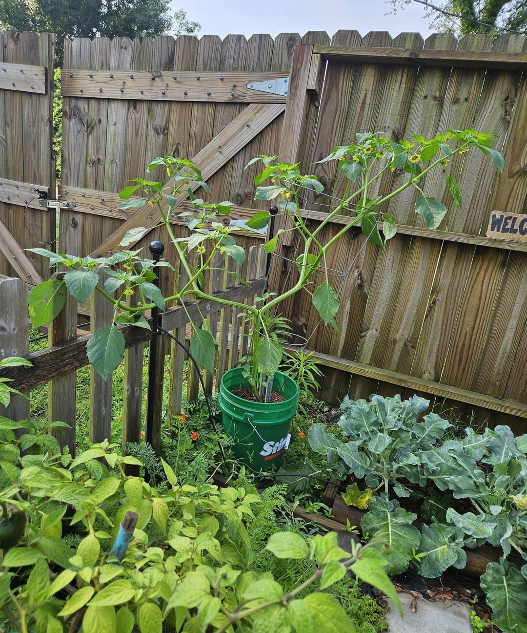 growing tomatillos