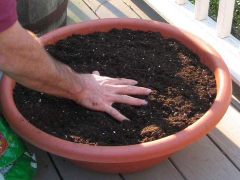 hand touching the soil in a pot