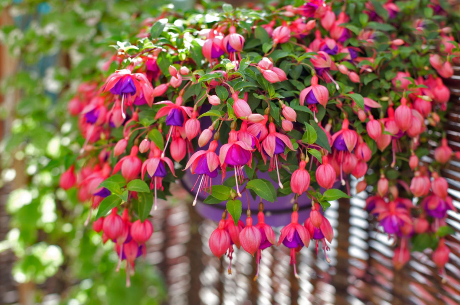 hanging fuchsia