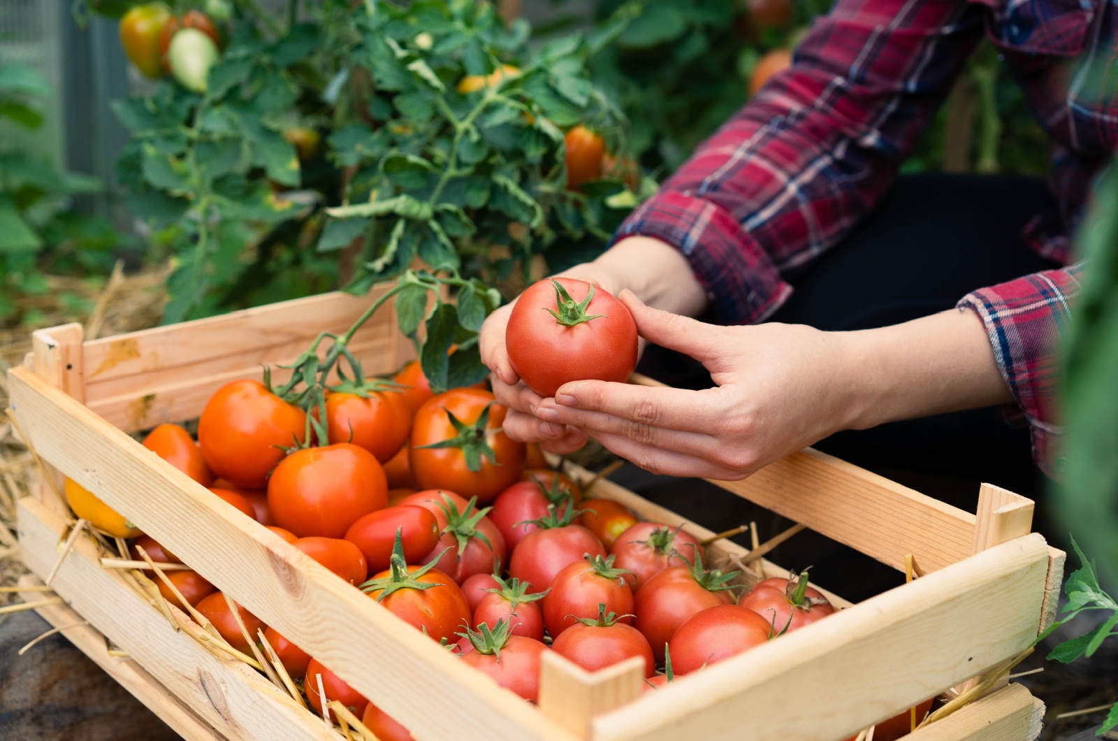 harvested tomatoes