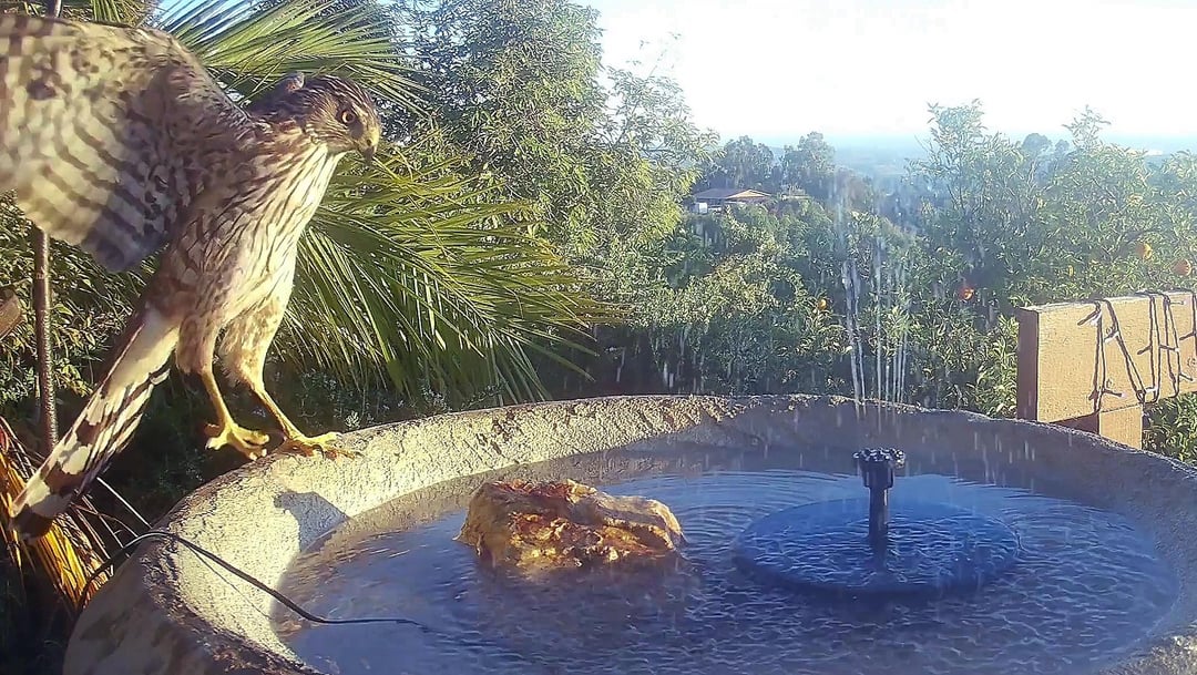 hawk on a birdbath