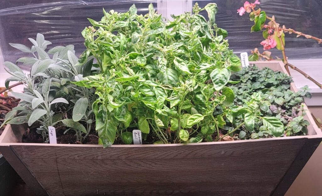 herbs growing in a big pot