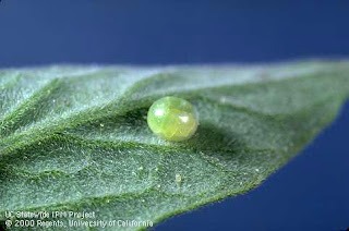 hornworm egg