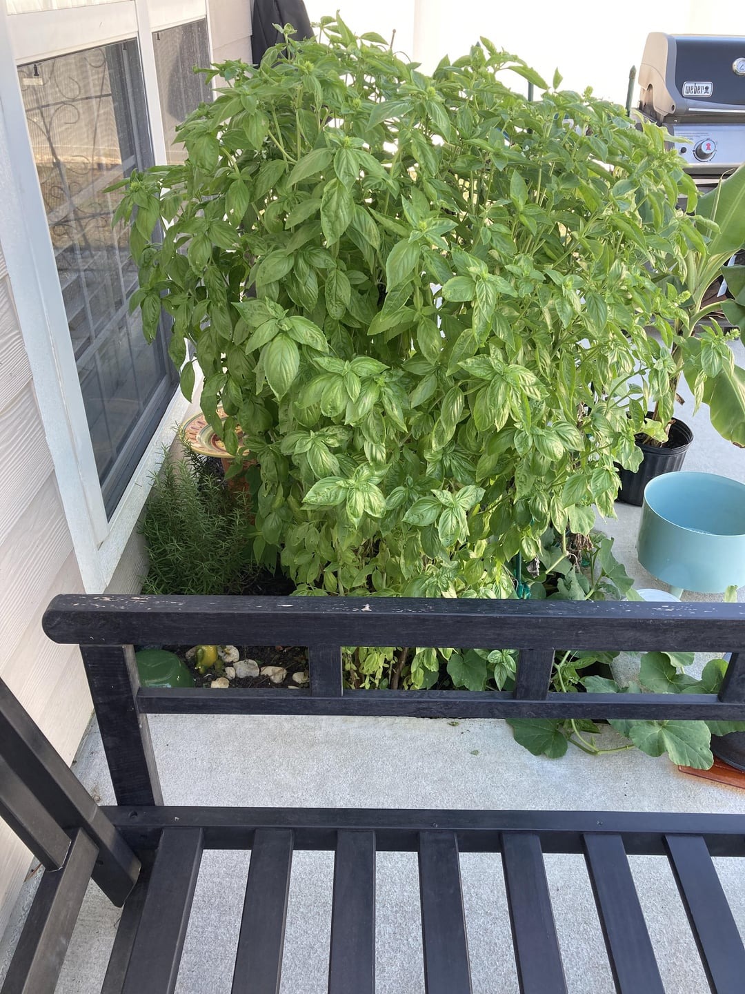 huge basil plant