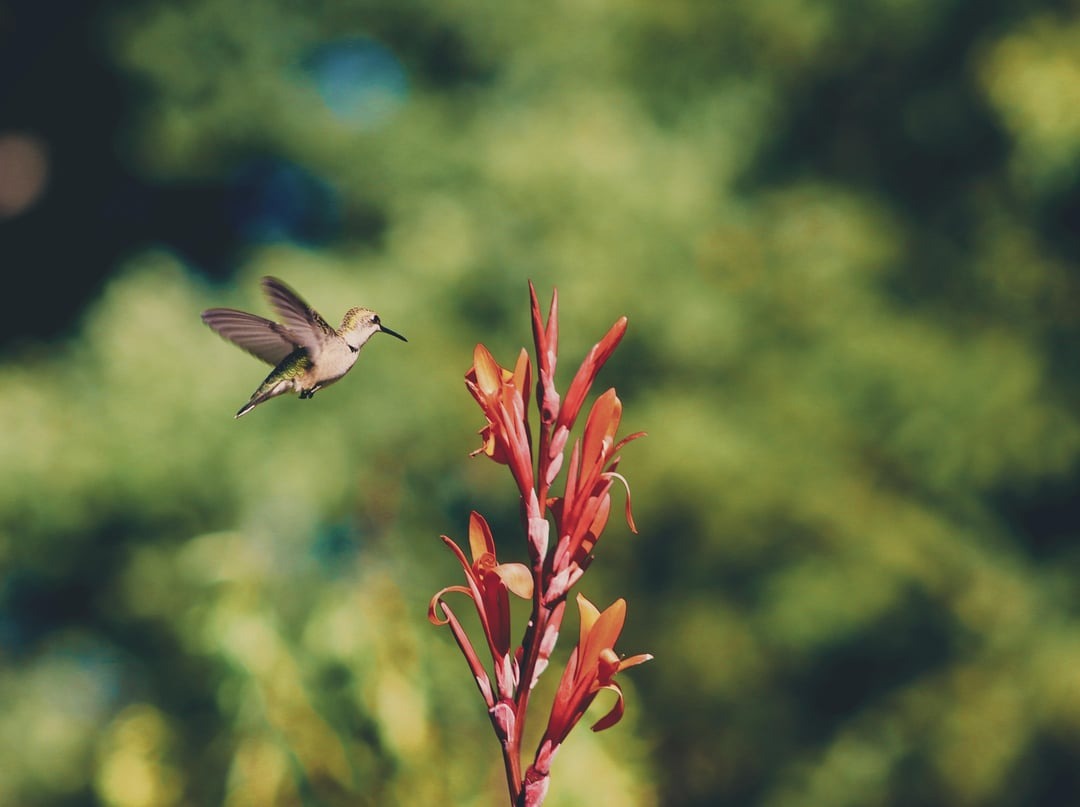 hummingbird in the garden