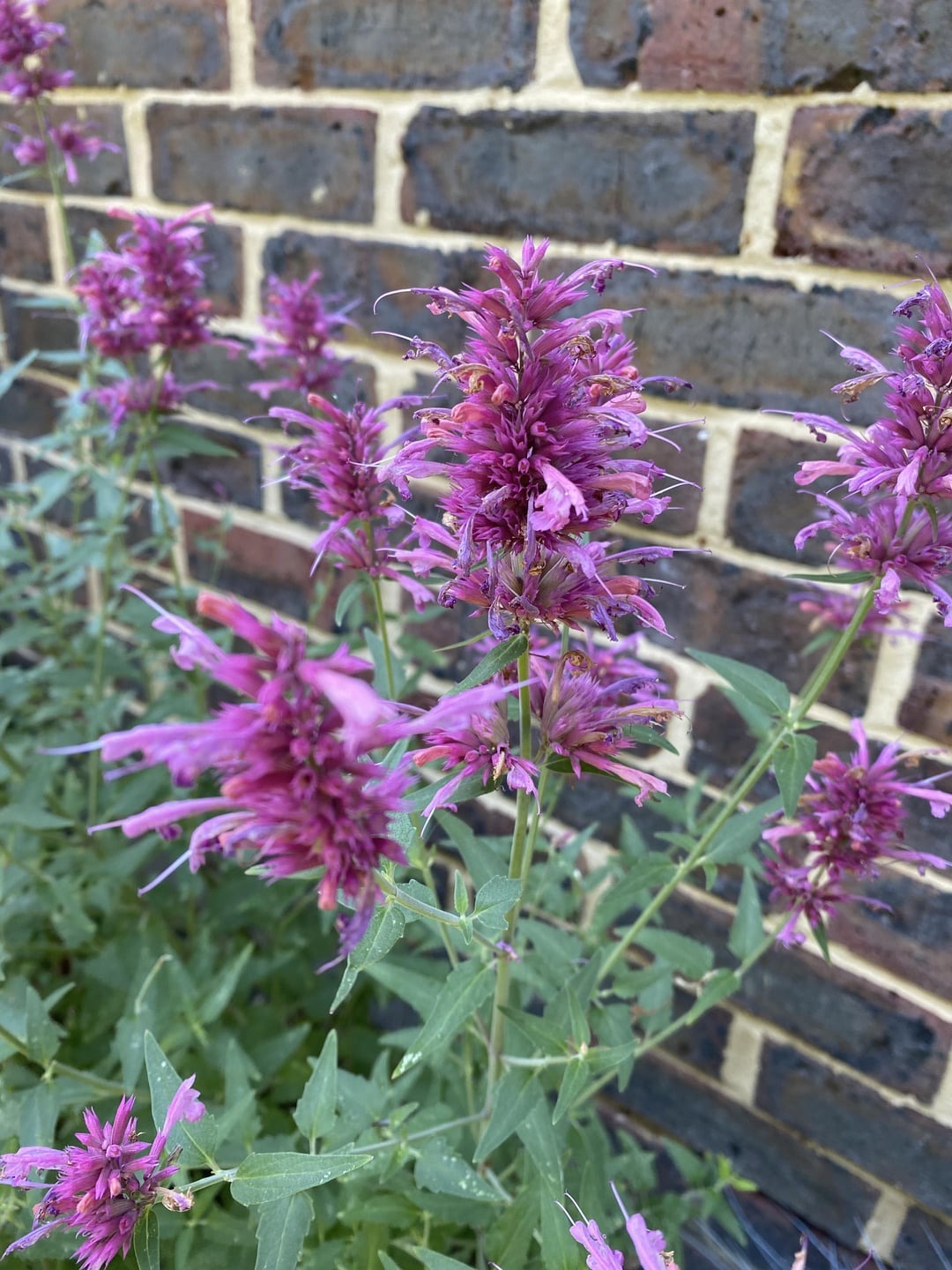 hummingbird mint