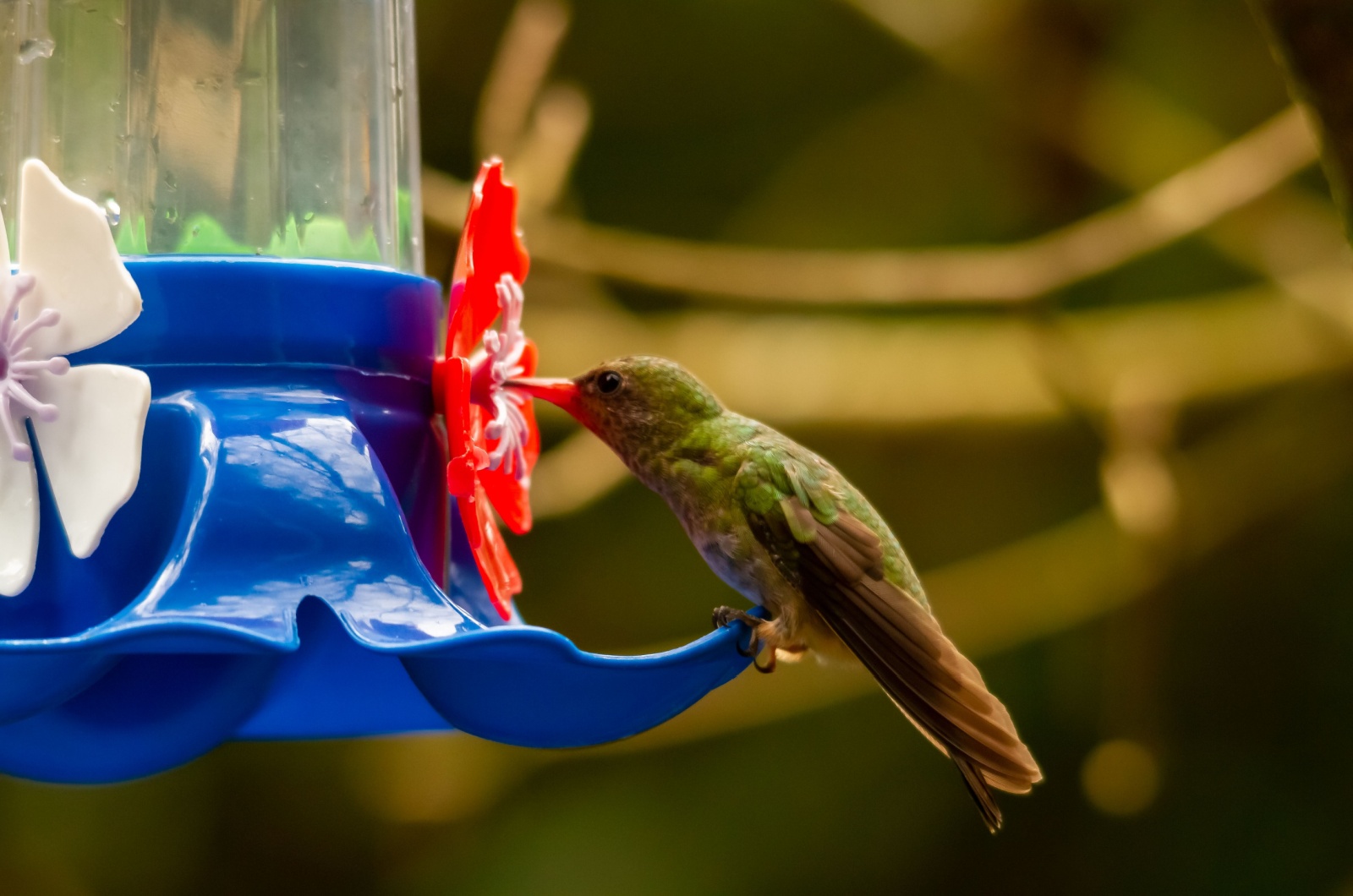 hummingbird sucking sugar