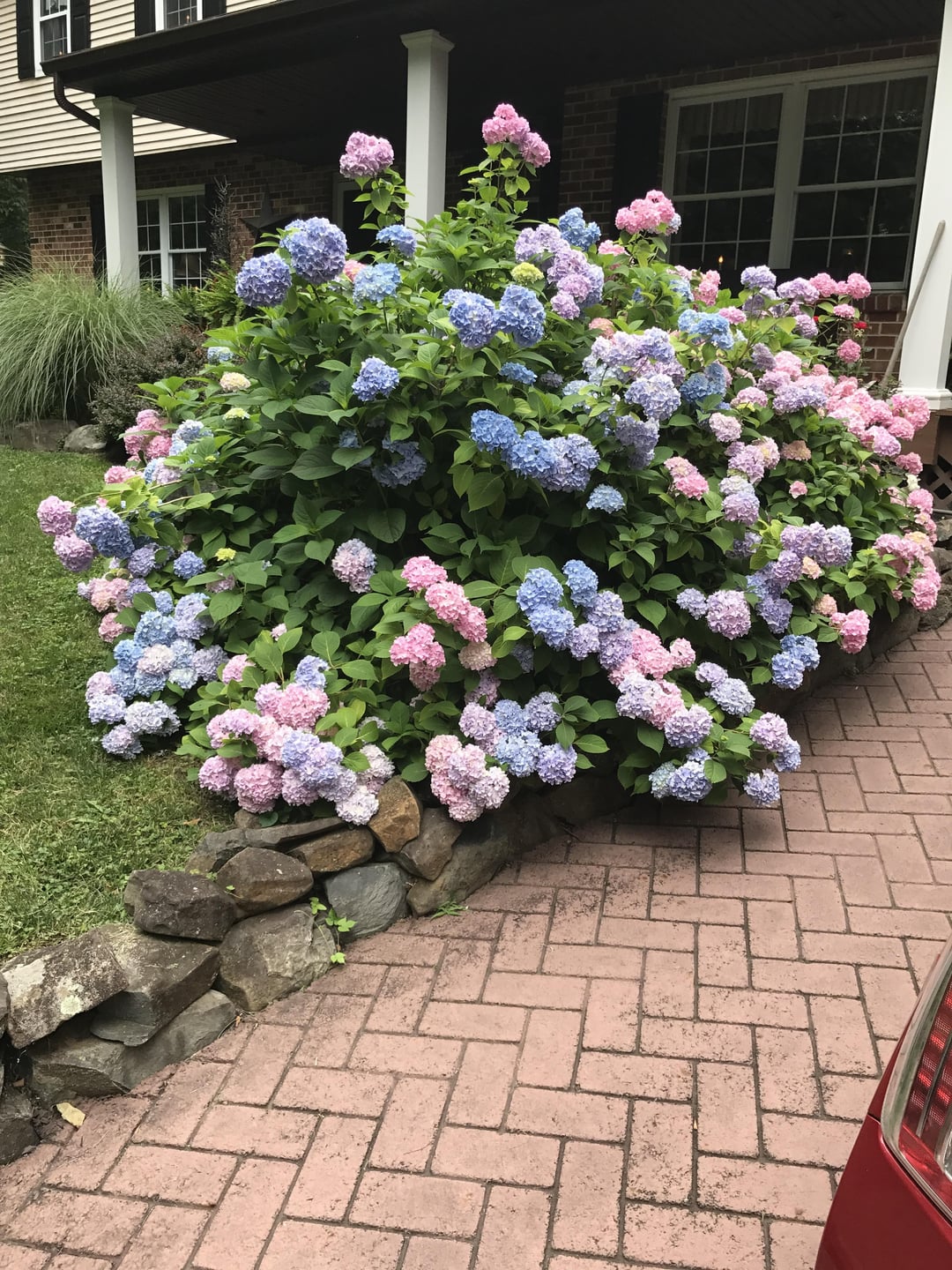 hydrangea bush in a garden