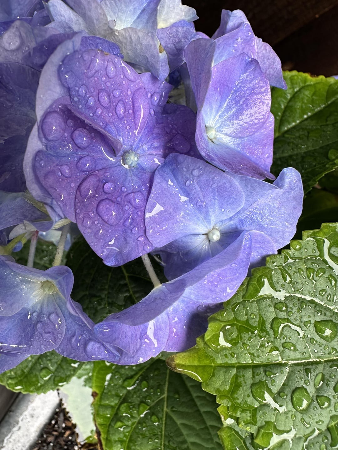 hydrangea with water drops