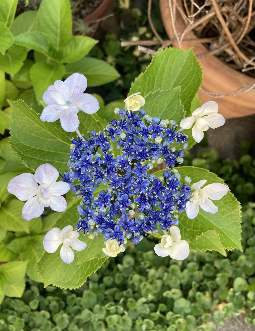 hydrangea with white flowers