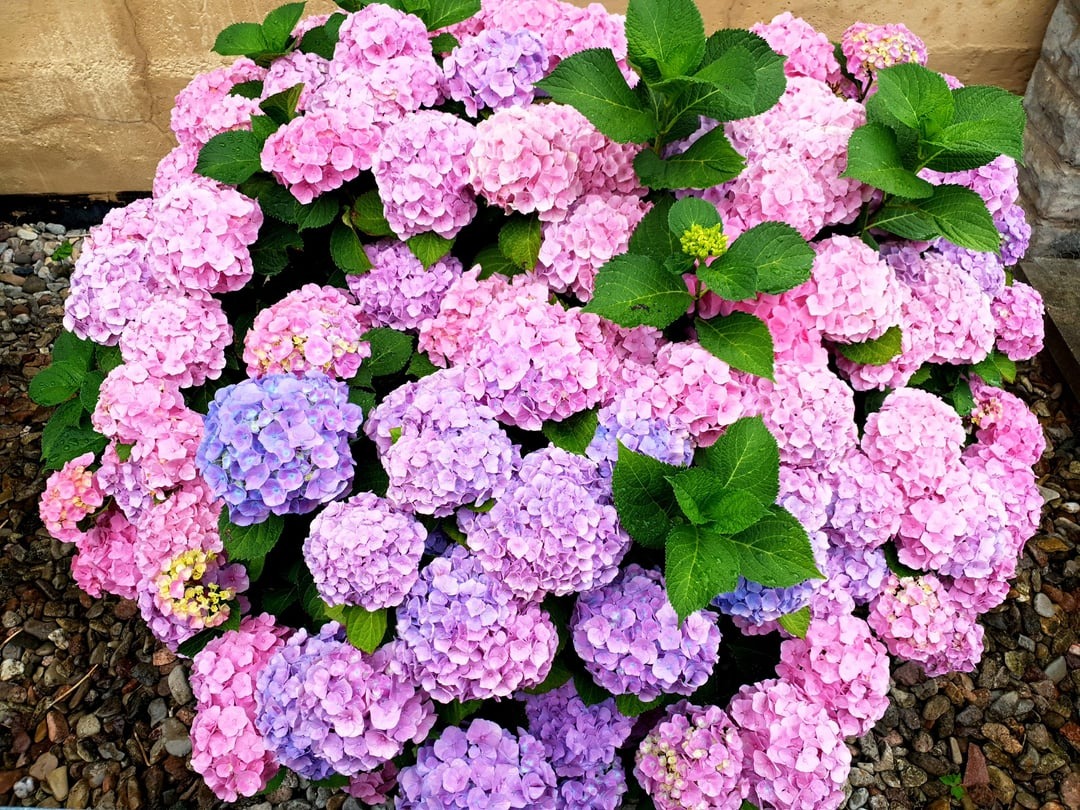 hydrangeas blooming