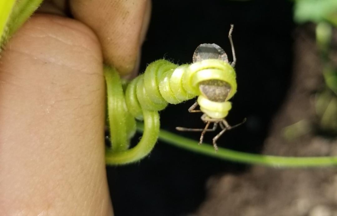 insect on a pumpkin