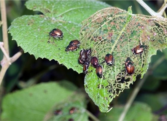 japanese beetles on leaves