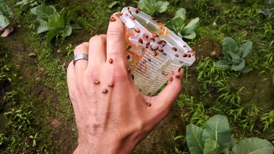 lady bugs on hand