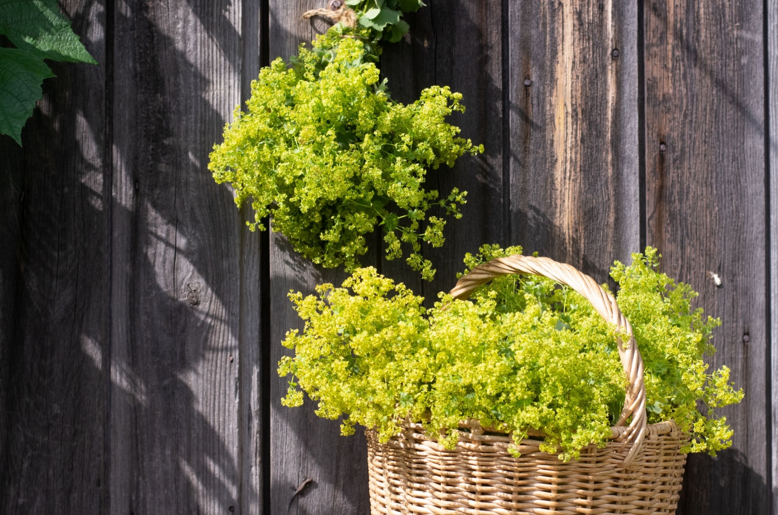 lady's mantle in basket