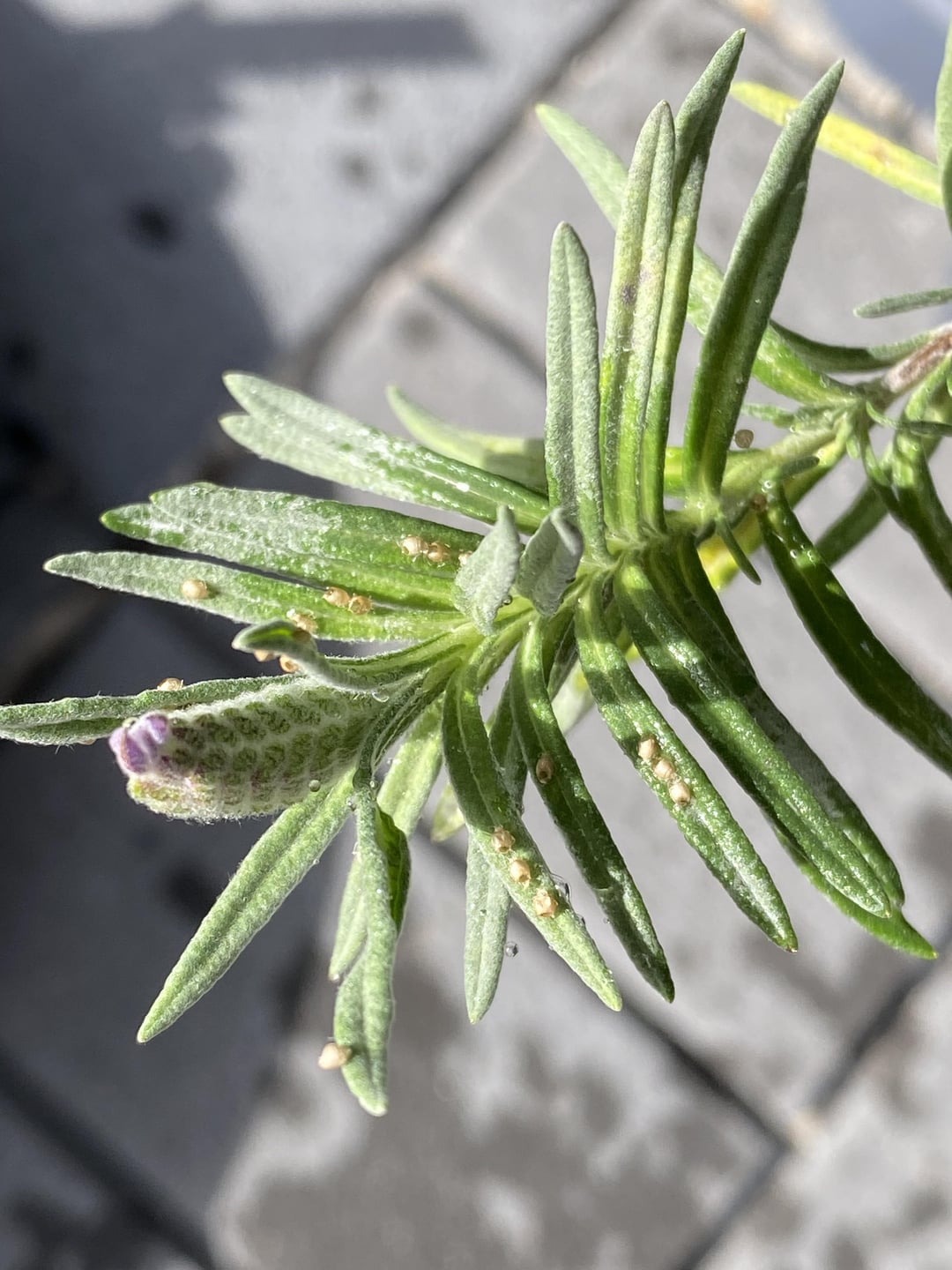 lavender blooming