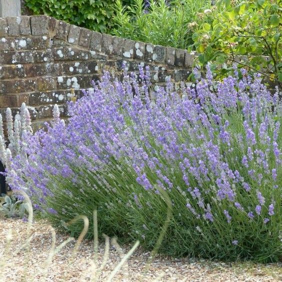 lavender bush in garden