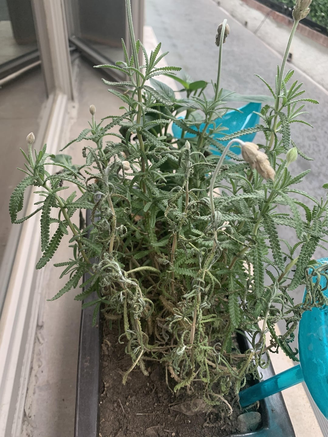 lavender drooping in a pot