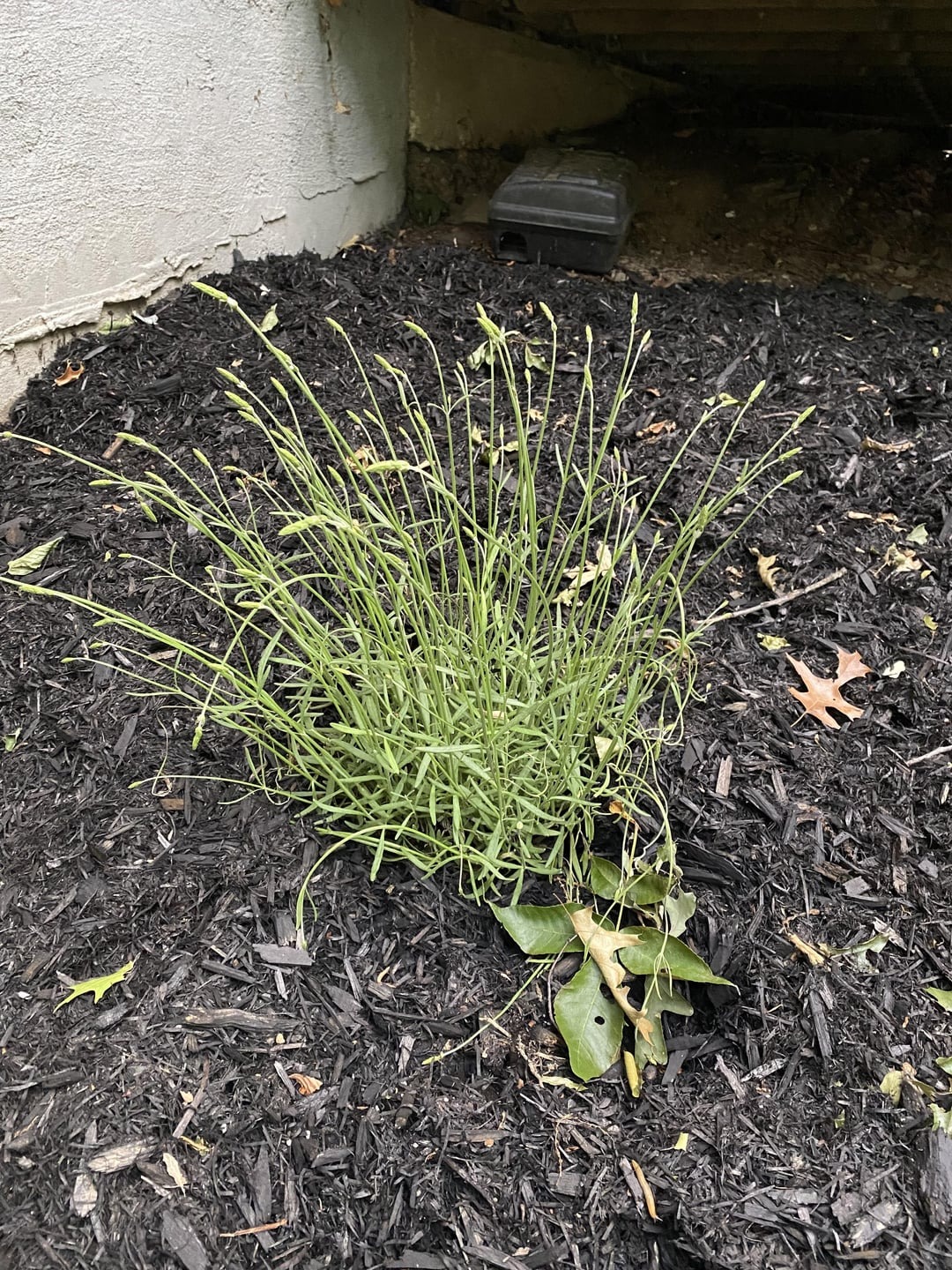 lavender plant growing in soil